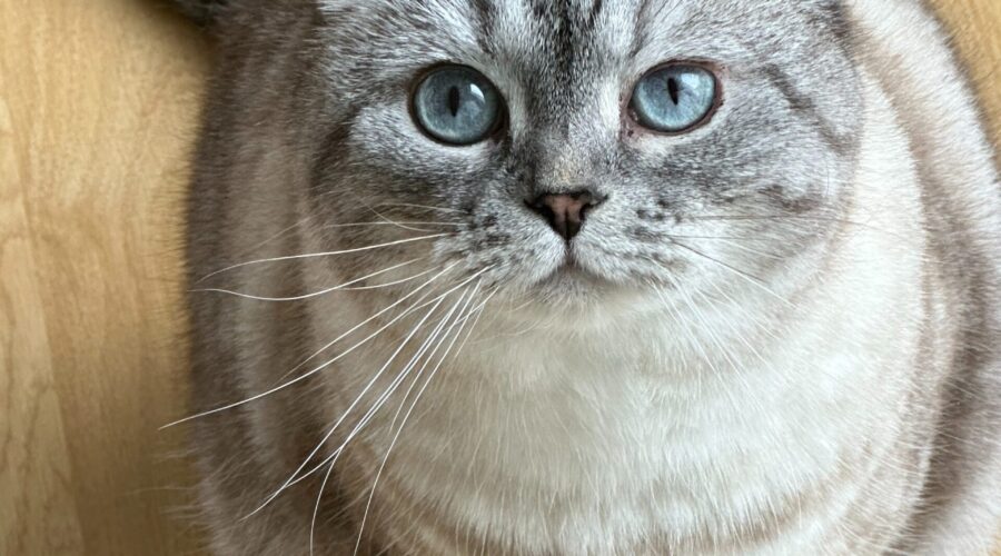 Pet-Friendly Studio Flats in Dubai: Making Your Home Welcoming for Furry Friends
